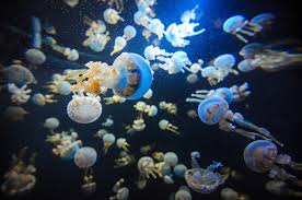 S.E.A. Aquarium Sea Jellies